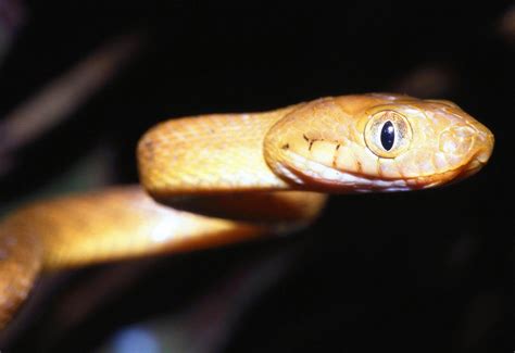 Brown tree snake | Habitat, Control Methods, & Facts | Britannica