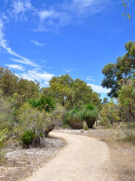 Path In Australian Bushland Stock Photo - Image: 63091419