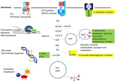 Metabolites | Free Full-Text | Metabolic Adaptation and Protein ...