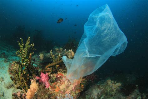 Seafood Industry Australia responds to microplastics in Great Barrier ...