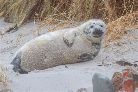 Gray Seal - Halichoerus grypus - Observation.org