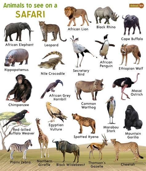 Safari Animals – Facts, List, Pictures