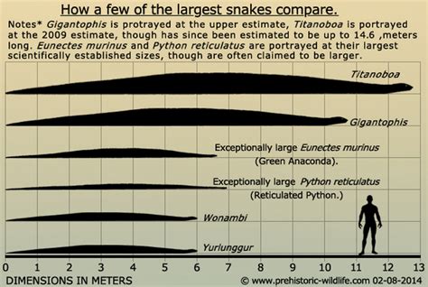 similarities to modern snakes - Titanoboa Cerrejonesis