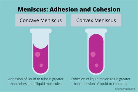 Cohesion And Adhesion