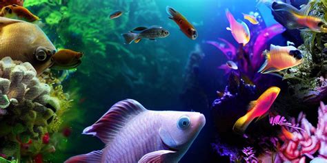 Freshwater – Upscale Aquatics