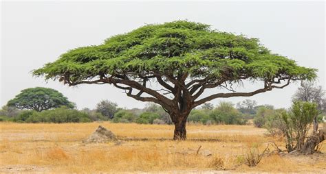 10 Things You Didn't Know About African Acacia Trees | AFKTravel