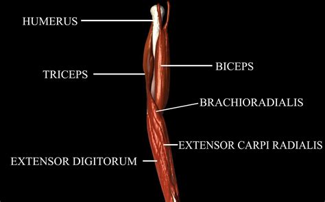 Elbow Joint with Muscles Medically Accurate 3d model 3D model | CGTrader