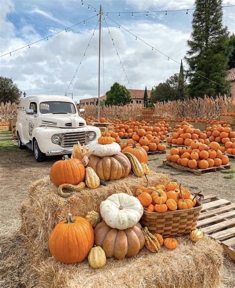 Pumpkin Patch at Liberty Station