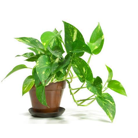 Buy Money Plant Online at Best Price in kerala from geturpet.com