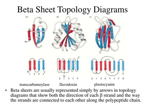 PPT - Secondary Structure Motifs of Proteins PowerPoint Presentation ...