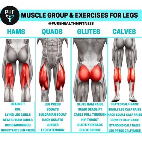 Leg exercises by muscle group | Leg workouts gym, Full leg workout, Leg ...