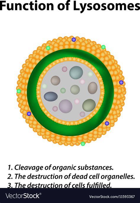 Structure and function of lysosomes infographics Vector Image