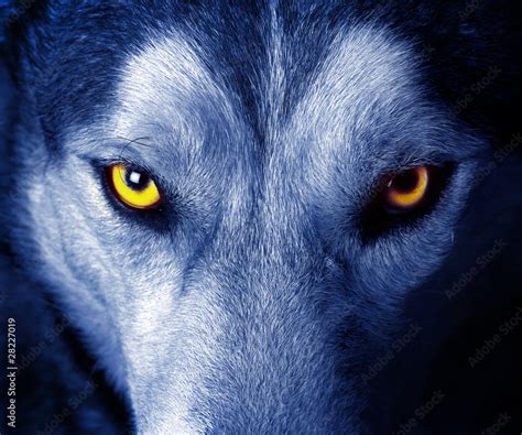 beautiful eyes of a wild wolf. Stock Photo | Adobe Stock