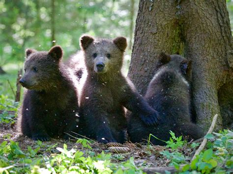 Grizzly Bear Cubs and Me: How these orphaned creatures are being saved