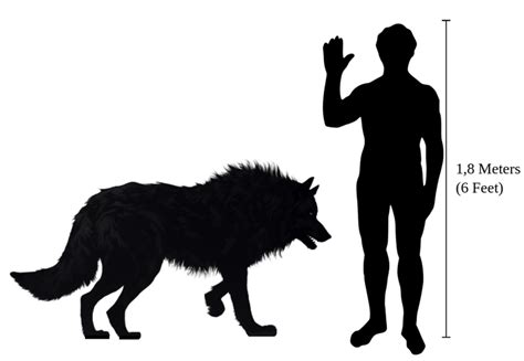 Dire Wolf Size Compared To Grey Wolf