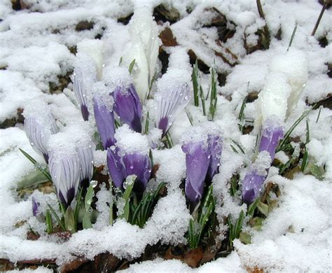 Snowy Crocus, Sunny Hepatica – wildeherb.com