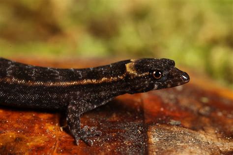 Amazon Pygmy Gecko | Pseudogonatodes guianensis Loreto, Peru… | Noah ...