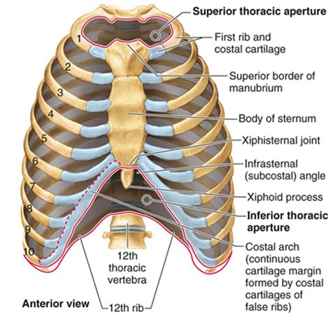 Thoracic, Chest & Rib Pain | Aligned for Life