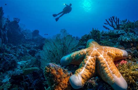 Scuba Diving in the Solomon Islands: The Best Dive Sites