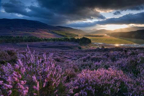 What Will Become of Scotland's Moors? | Cairngorms national park ...