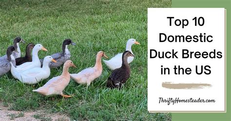 Top 10 Domestic Duck Breeds in the US