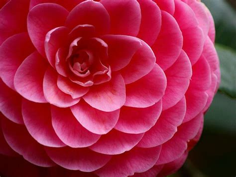 Camellia Flower Meaning and Symbolism