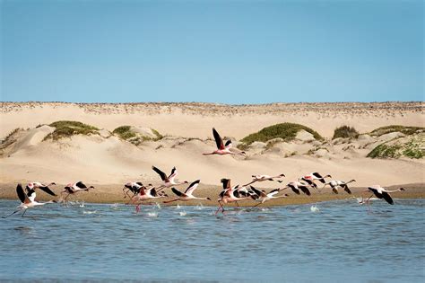 Experience A Day On Namibia's Skeleton Coast | Art Of Safari