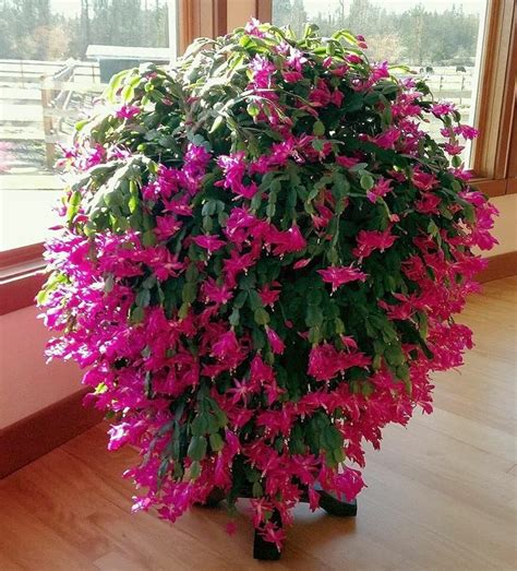 How to grow a bigger Christmas cactus – My Amazing Stuff