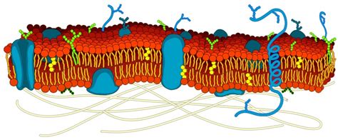 Lipid Bilayer - Definition, Function and Structure | Biology Dictionary