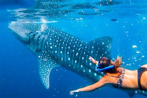 Best Whale Shark Experienc 2024