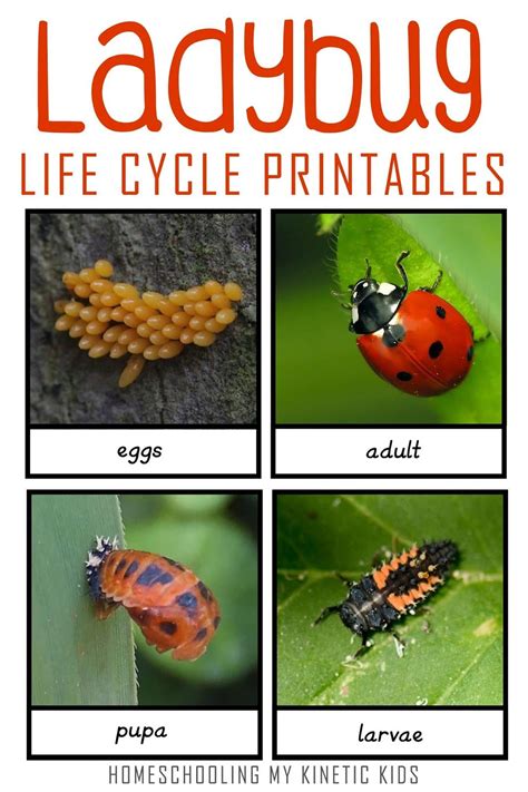 Montessori inspired ladybug life cycle 3 part cards – Artofit