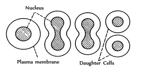 Amitosis - QS Study