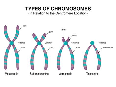 Types of Chromosomes in relation to the centromere location 7508619 ...