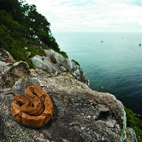 Ilha da Queimada Grande, The Snake Island | Amusing Planet