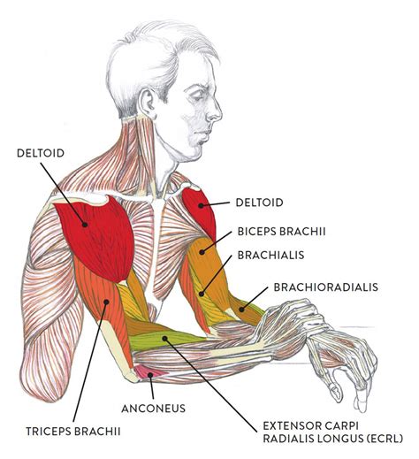 Human Arm Muscles Labeled – NBKomputer