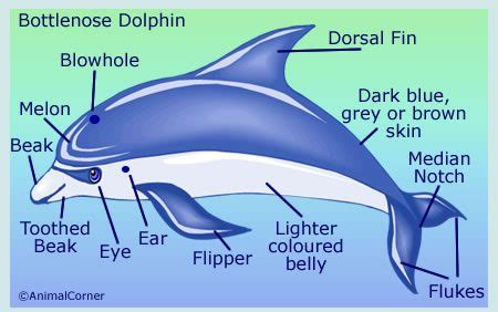 Dolphin Anatomy Facts - Diagram & Pictures Of Body