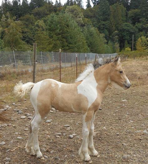 Best Drone: Buckskin Gypsy Vanner Horse / Incredible Buckskin Gypsy ...