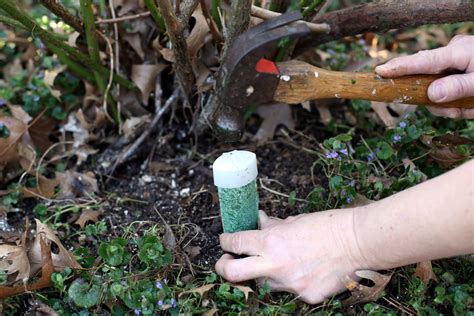 Quel compost organique utiliser pour les arbres fruitiers - Information