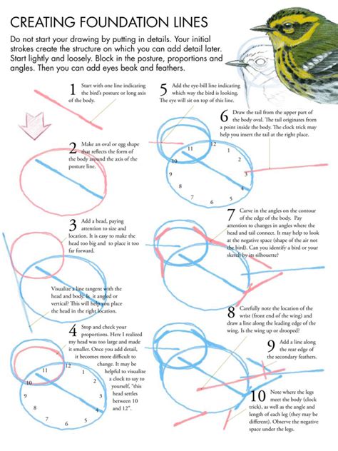 How To Draw Wild Birds - Partskill30