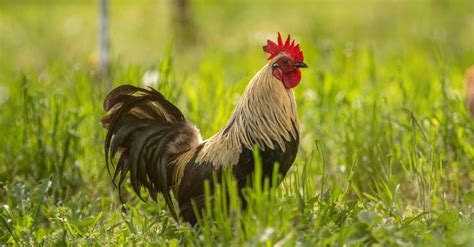 25 Best Chicken Breeds and How to Choose the One for You - AZ Animals