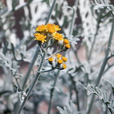 Dusty Miller Seeds, Silverdust Leaves, Flower Seeds#35 – Mays Garden Seed