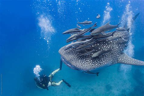 Scuba Diver Swimming With Giant Whale Shark Under Water In The Ocean by ...