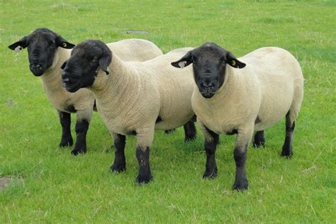 Suffolk Sheep Society | Suffolk sheep, Sheep, Sheep breeds