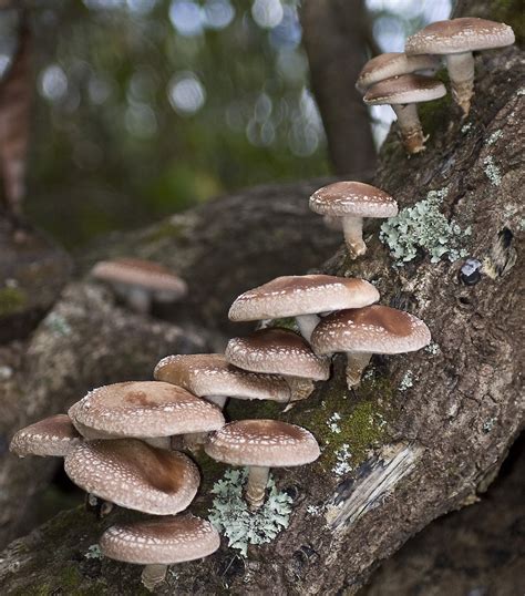 Forest Garden Plants: Turning Logs into Mushrooms!