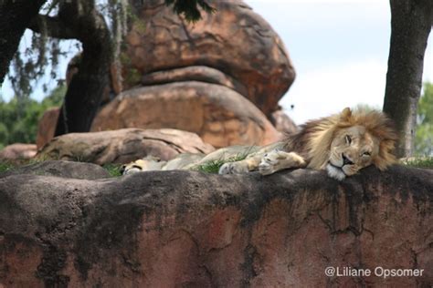 Kilimanjaro Safari lion - The Unofficial Guides