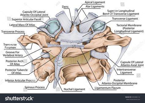 Cervical Joints and Ligaments Diagram | Quizlet