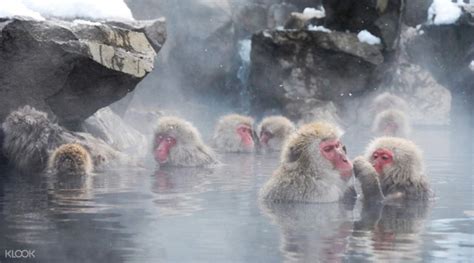 Jigokudani Onsen One Day Tour in Tokyo, Japan