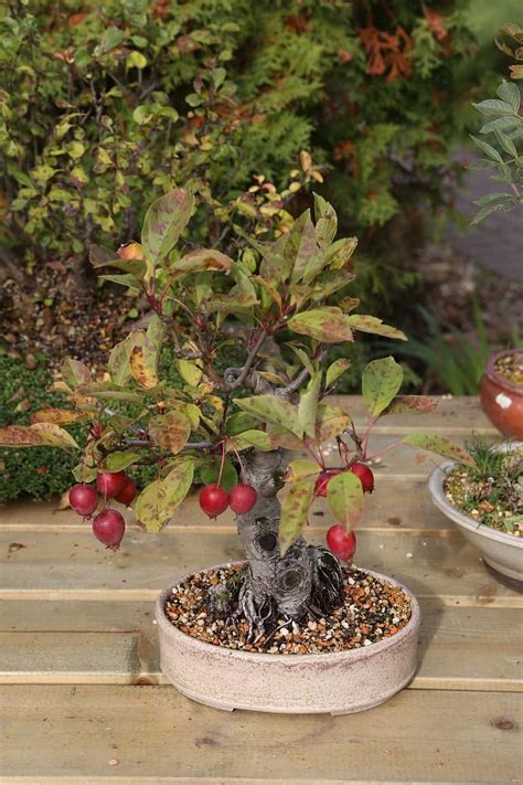 Apple Bonsai Tree: Varieties, How to Propagate, and More