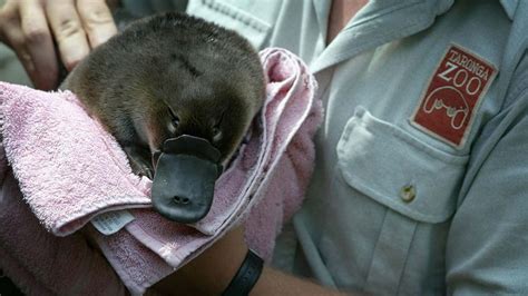 Platypus Milk: Our Best Hope Against an Antibiotic-Resistant Future ...