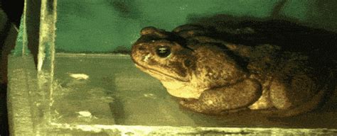 Something Really Weird Happens When a Cane Toad Sits Down to Eat ...